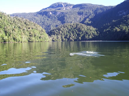 Estero Chucao, bosques virgenes, Patagonia